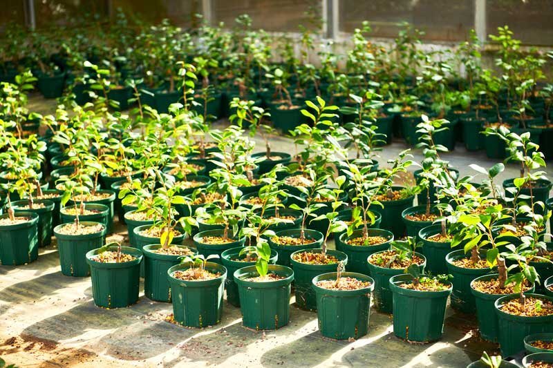 Planting young trees for the future of Toshima